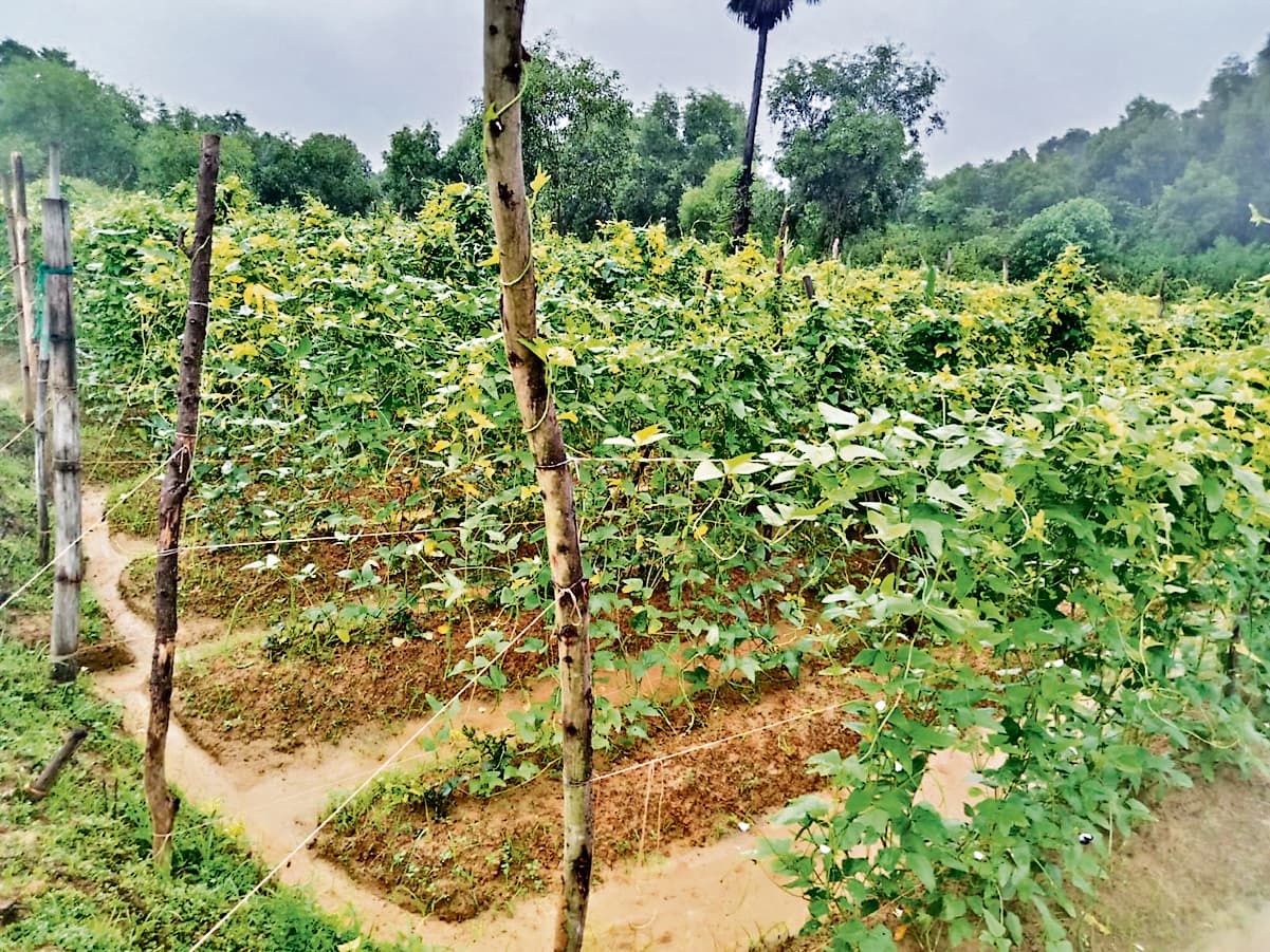 East Singhbhum News : खेतों में सब्जियां डूबीं, सड़ने लगे हैं पौधे