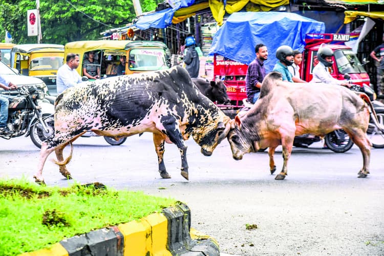 Jamshedpur News : साकची में बीच सड़क पर ''बुल फाइटिंग'' मची अफरा-तफरी, जाम