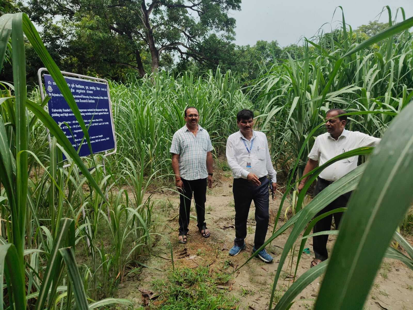 Samastipur News:एकल गांठ पौधा लगाने के लिए प्रो ट्रे का उपयोग जरूरी : डा सिंह