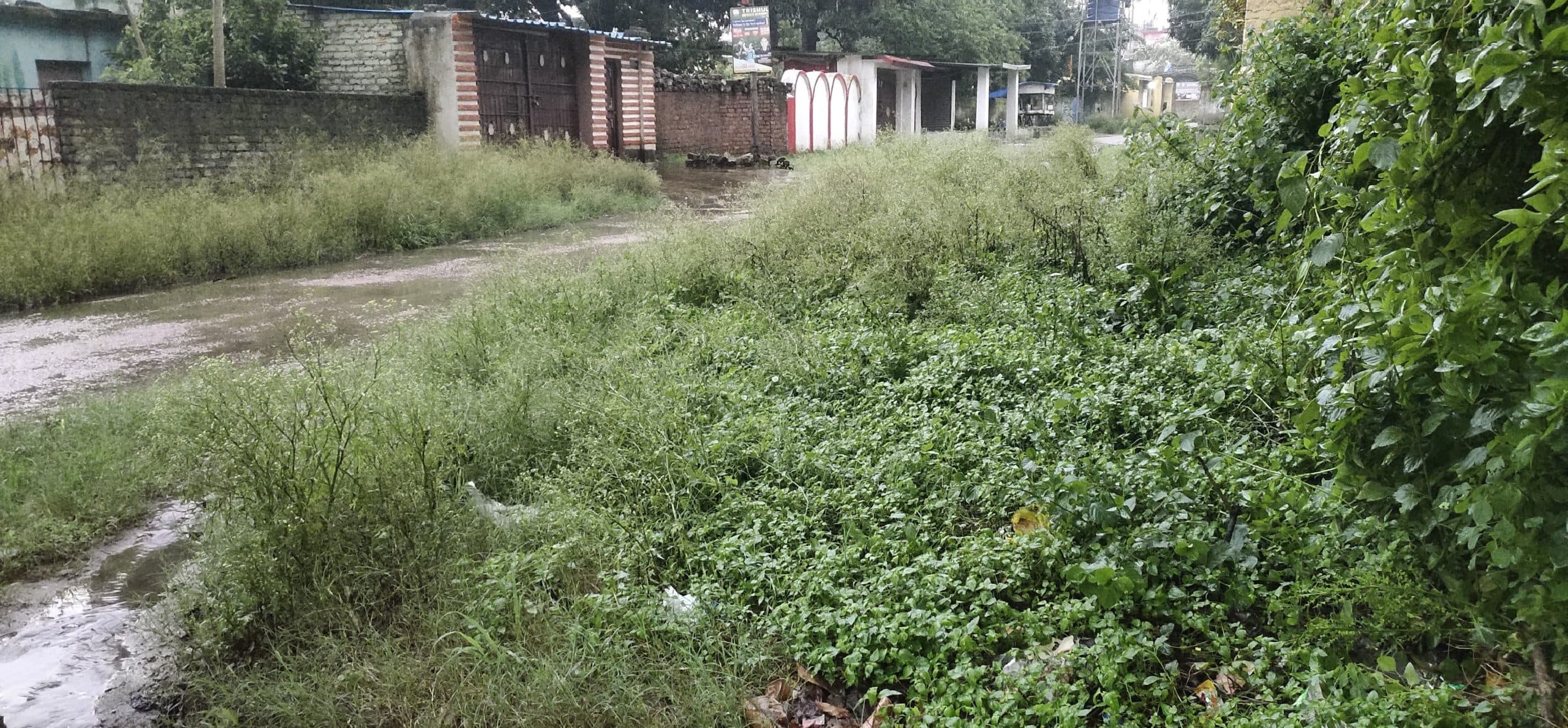 झाड़ियों से पटा एसीसी कॉलोनी में बढ़ा मच्छरों का प्रकोप