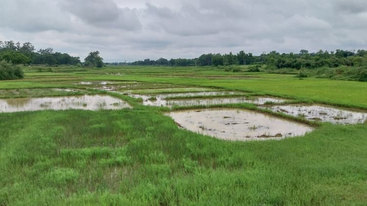 Giridih News :लगातार हो रही बारिश से सड़ने लगा धान का बिचड़ा, किसान मायूस