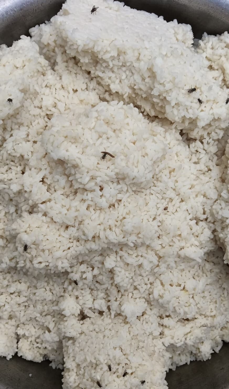 लापरवाही: स्कूली बच्चों की थाली में मिला पिल्लू