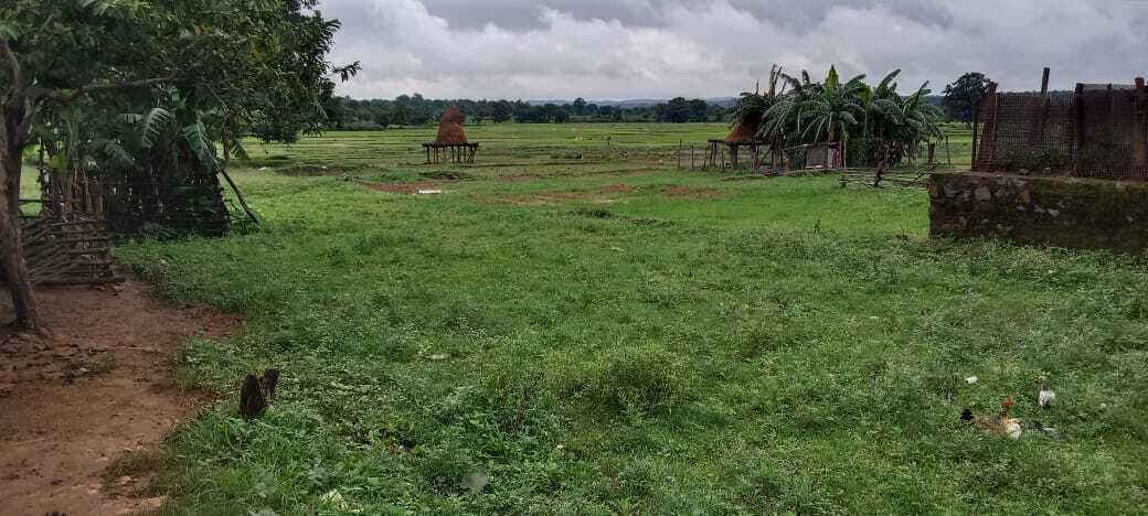 Chaibasa News : बारिश से खेतों में भरा पानी, किसान खरीफ फसल लगाने को चिंतित