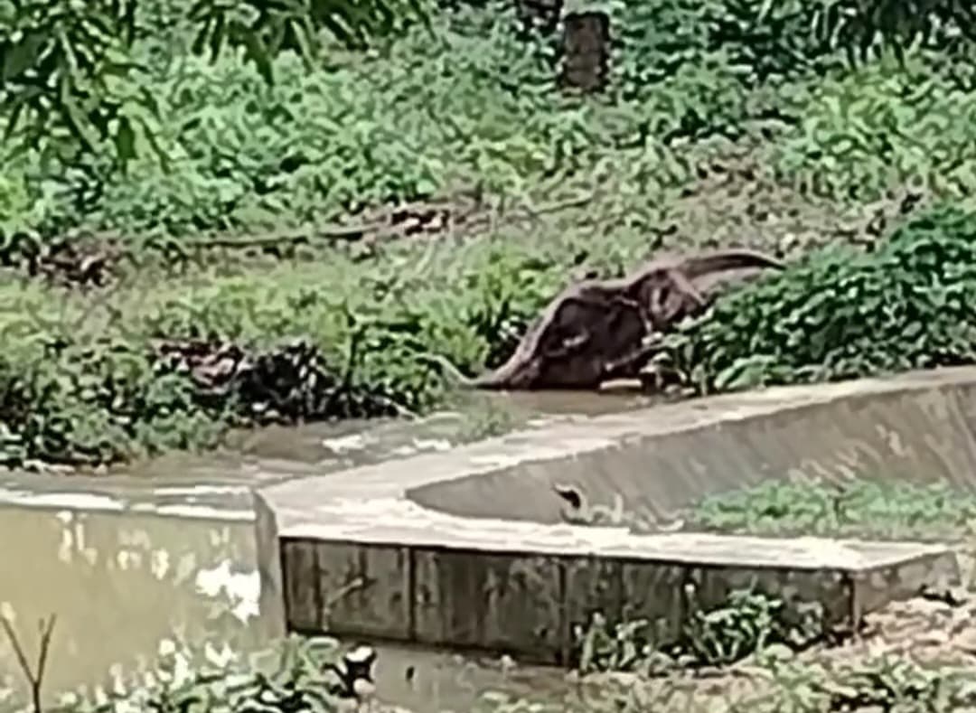 Chaibasa News : सारंडा में दिखा एक और घायल हाथी, रेस्क्यू में जुटा वन विभाग