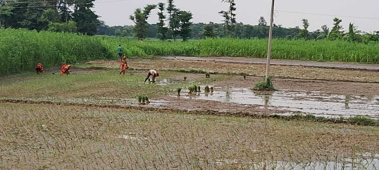 आसमान की ओर टकटकी लगाये हैं किसान, पंपसेट के भरोसे खेतों में धनरोपनी करने को विवश किसान