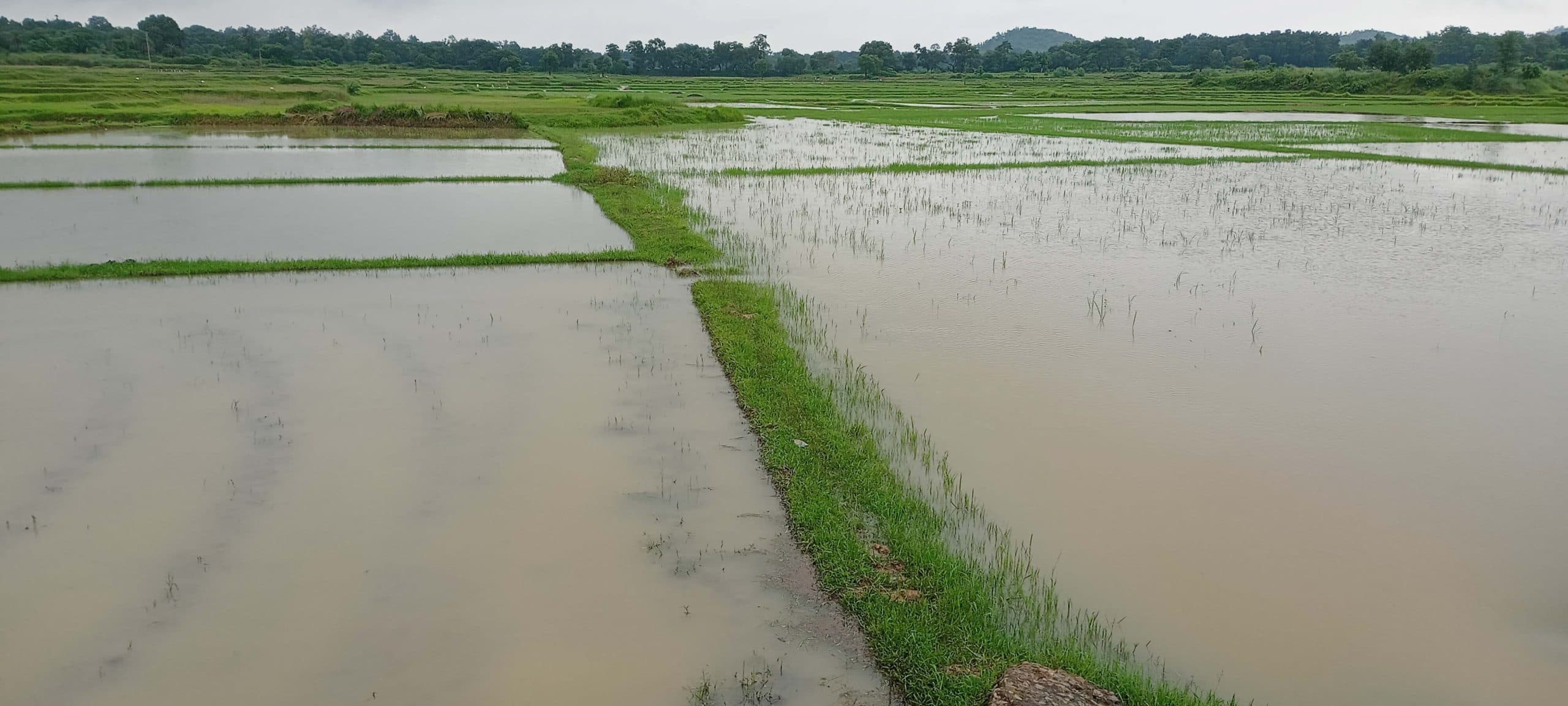 East Singhbhum News : खेत जलमग्न<bha>;</bha> न बीज डाल पा रहे, न रोपनी कर पा रहे किसान