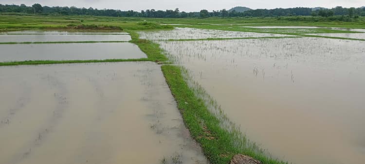 East Singhbhum News : खेत जलमग्न; न बीज डाल पा रहे, न रोपनी कर पा रहे किसान