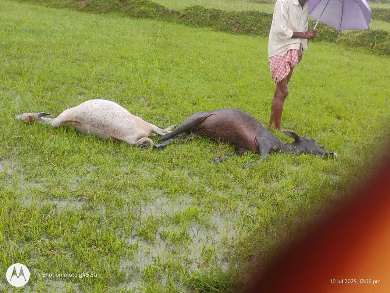 Deoghar news : ठाढ़ी गांव में वज्रपात से चार मवेशियों की मौत, कई लोगों को भी लगा झटका