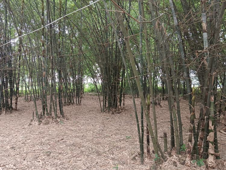 हसनगंज में बांस की खेती से किसानों की बढ़ रही आमदनी