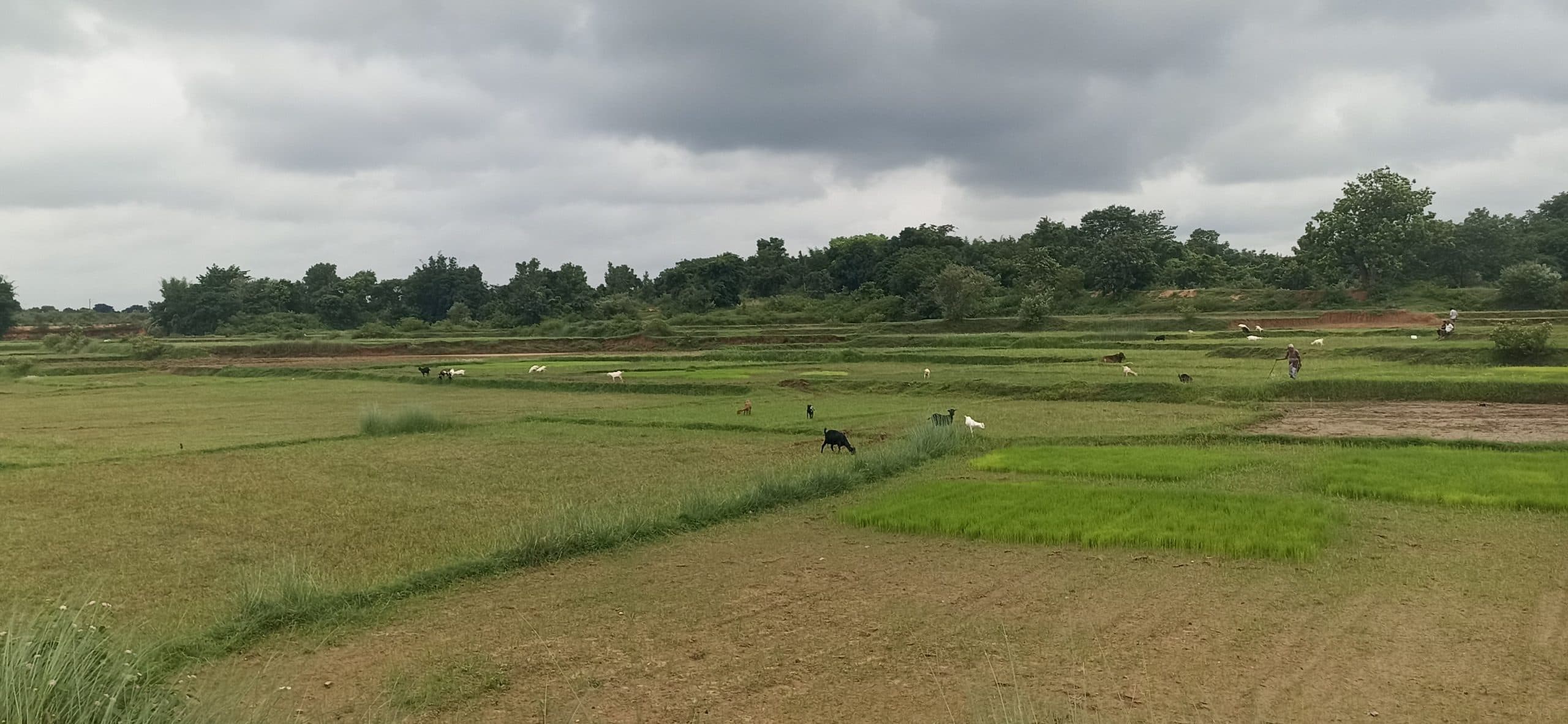 Giridih News :धनवार के किसान बारिश का कर रहे इंतजार