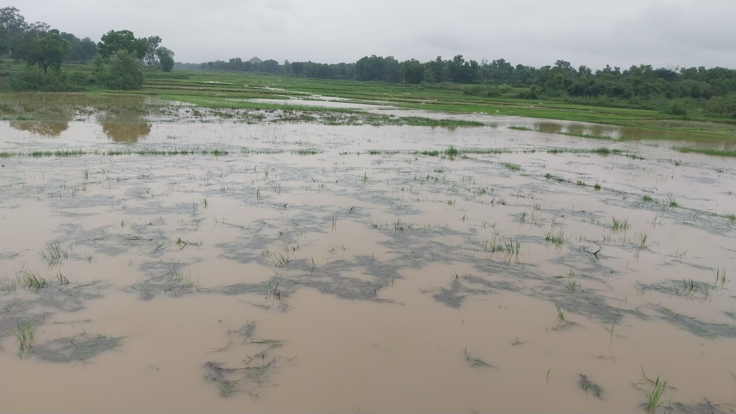 Giridih News :खेतों में जल जमाव फसलें हो रहीं प्रभावित