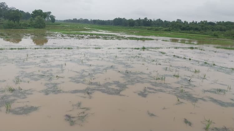 Giridih News :खेतों में जल जमाव फसलें हो रहीं प्रभावित