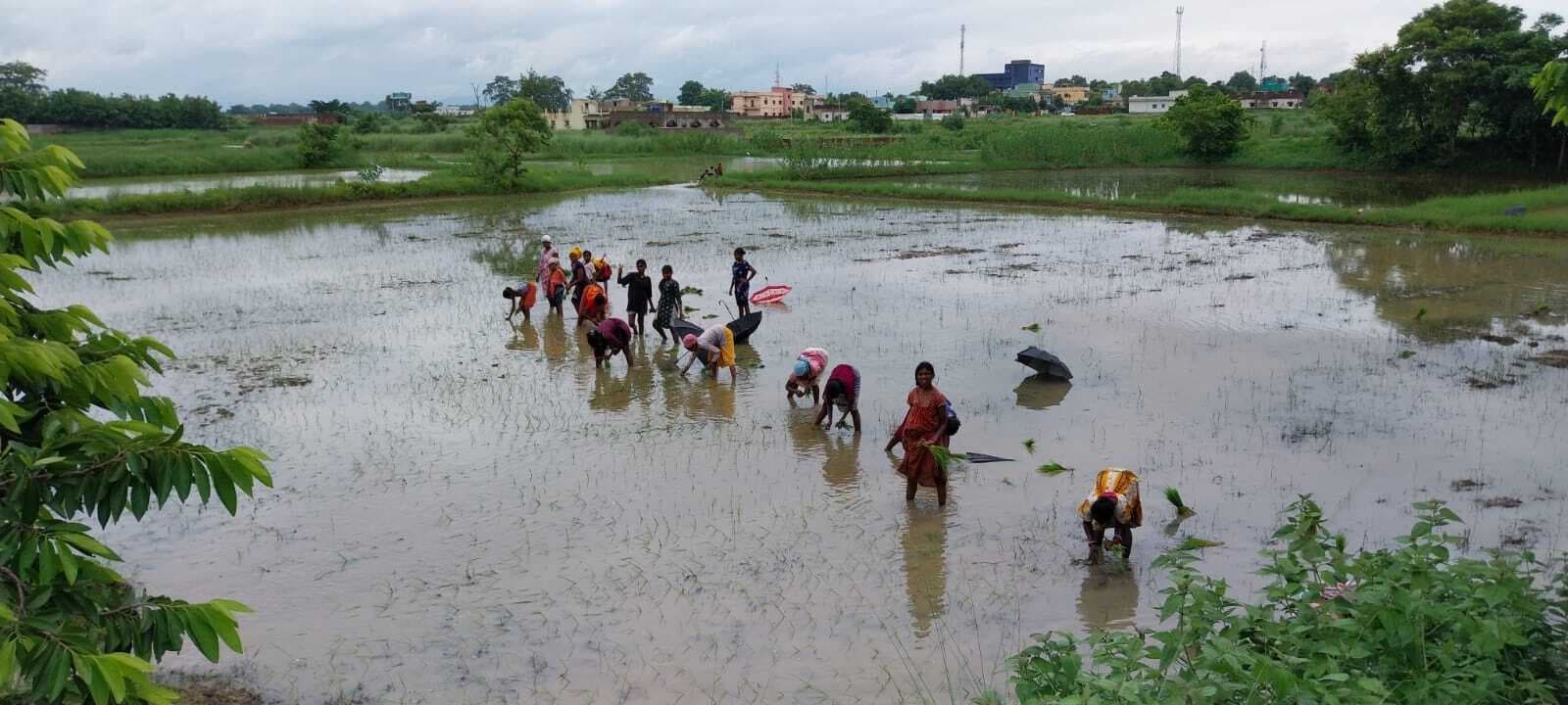Seraikela Kharsawan News : जिले में एक सप्ताह बाद हुए सूर्य के दर्शन, खेती कार्य में जुटे किसान