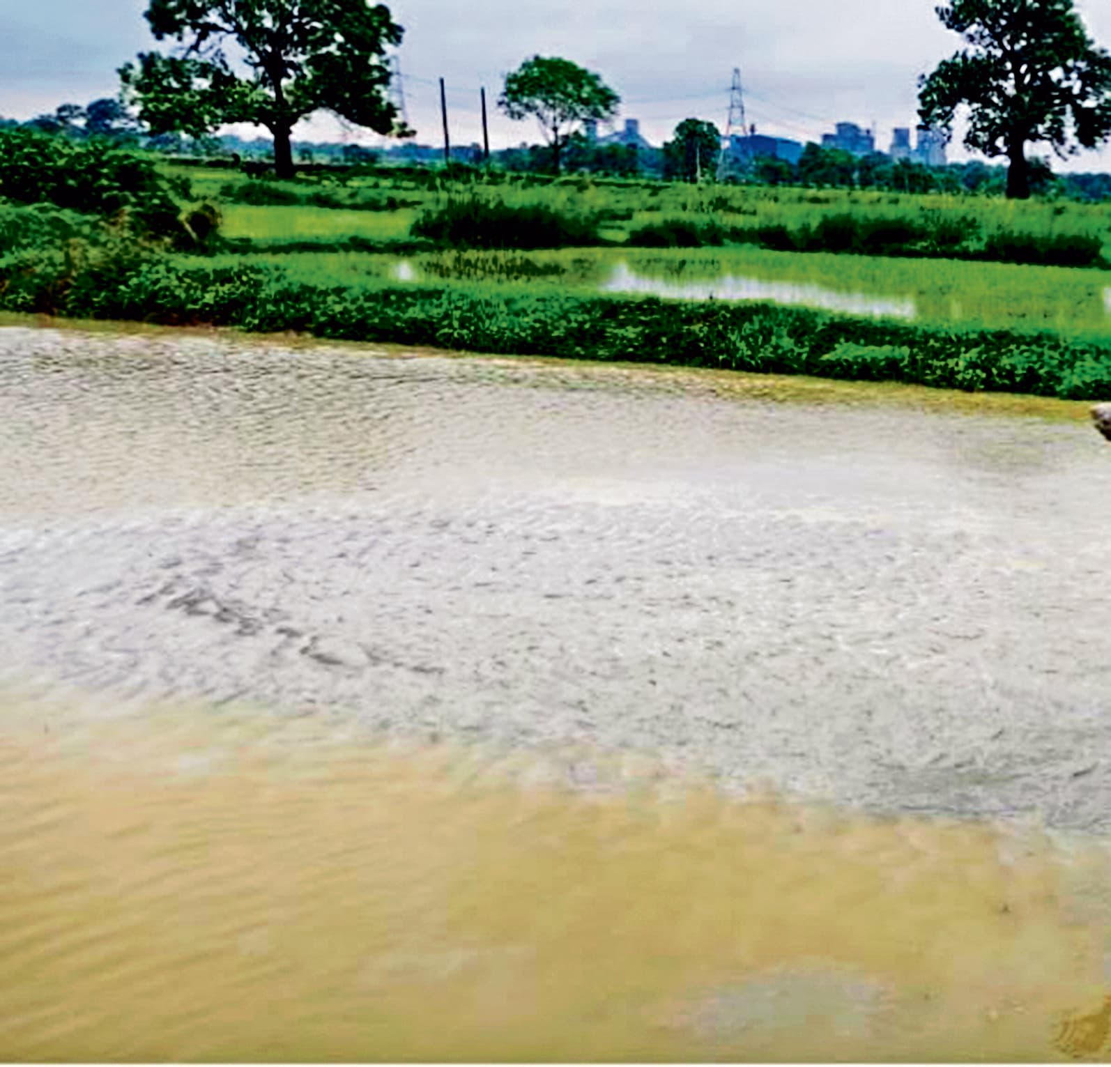 Jharsuguda News: फ्लाई ऐश ने खेत और फसल को किया बर्बाद, आंसू बहा रहे किसान