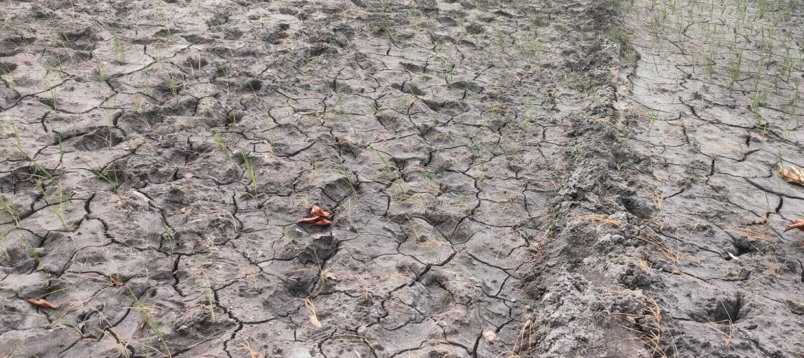 Motihari: धान-मक्का की फसल पर संकट, किसान परेशान