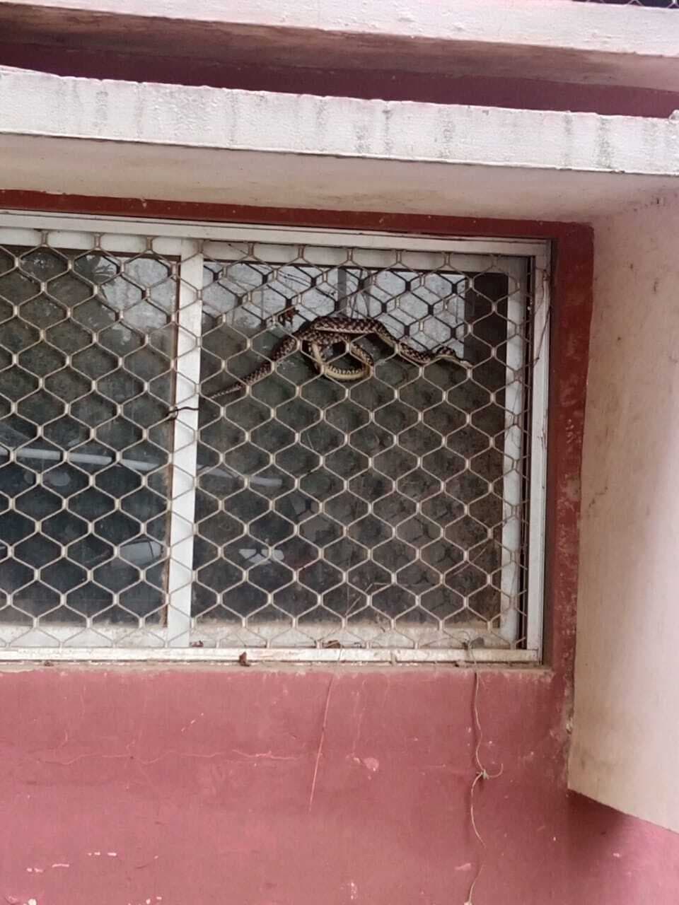 Jamshedpur news. मेडिकल कॉलेज के बिल्डिंग में निकला सांप, कर्मचारियों में दहशत