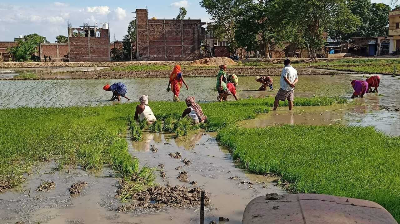 बारिश से किसानों के चेहरे खिले, रोपनी कार्य ने पकड़ी रफ्तार