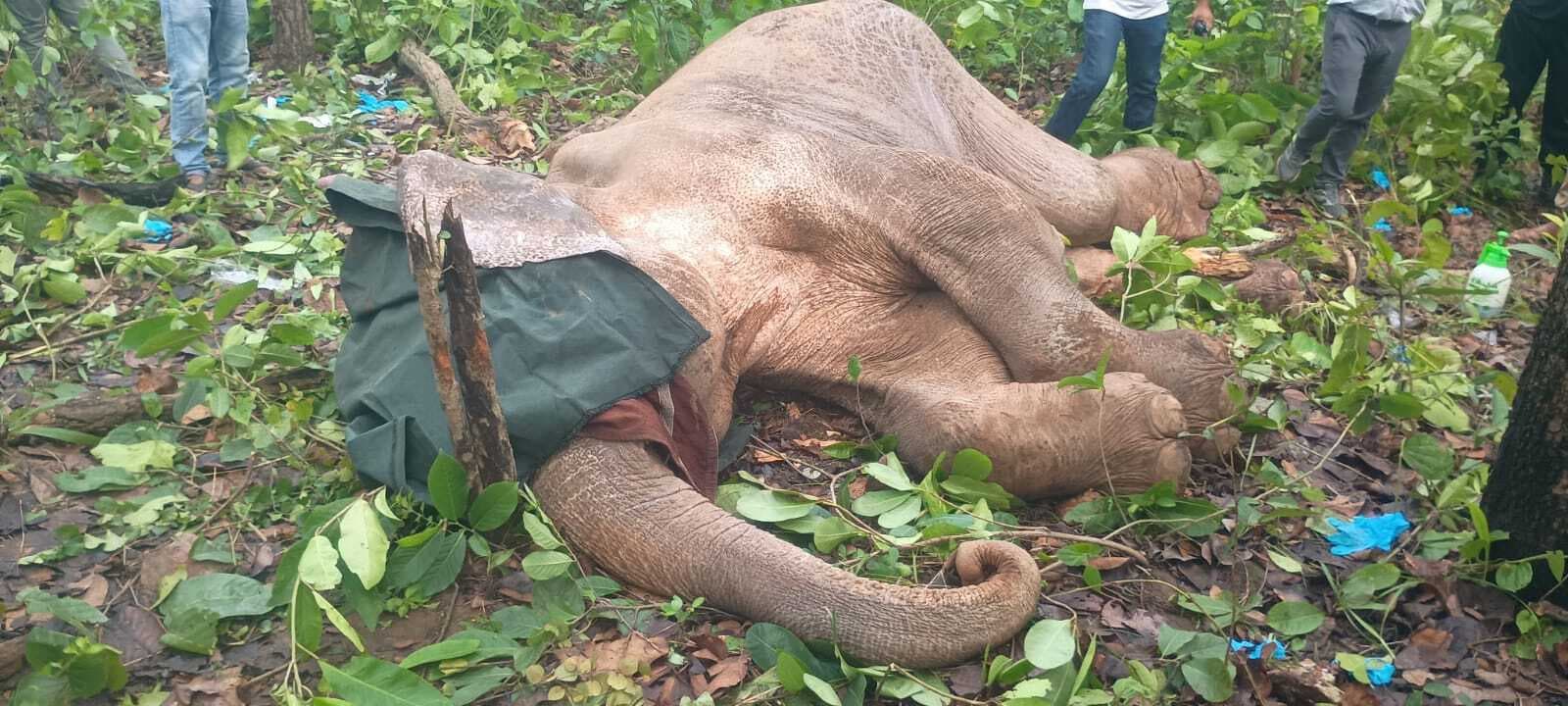 Chaibasa News : पैर का मांस गलने, तीन हड्डियां टूटने व अधिक रक्त बहने से हुई हाथी की मौत