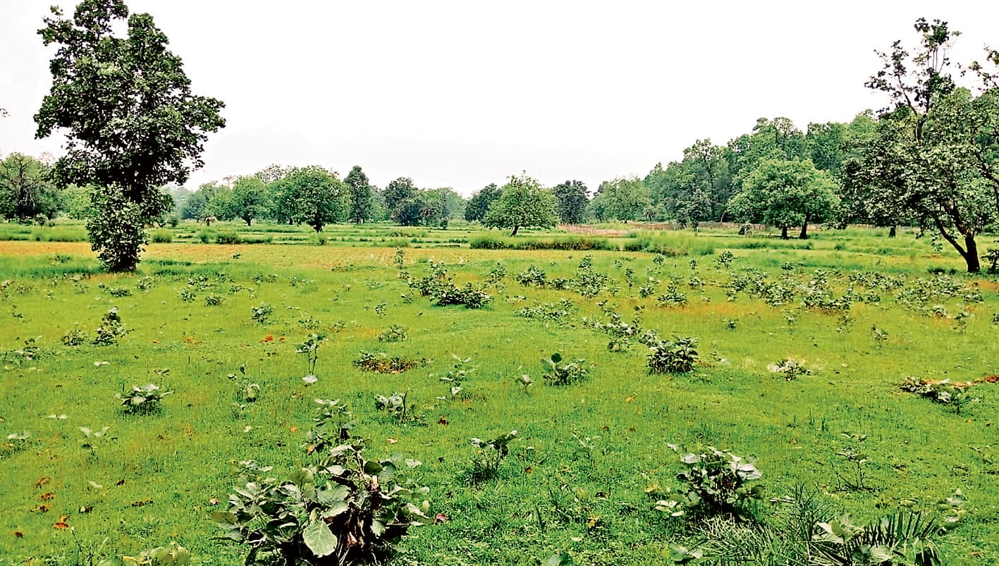 Rourkela News: हाथियों के डर से लाठीकटा के 40 परिवार तीन सालों से नहीं कर रहे खेती, 50 एकड़ जमीन पड़ी है खाली