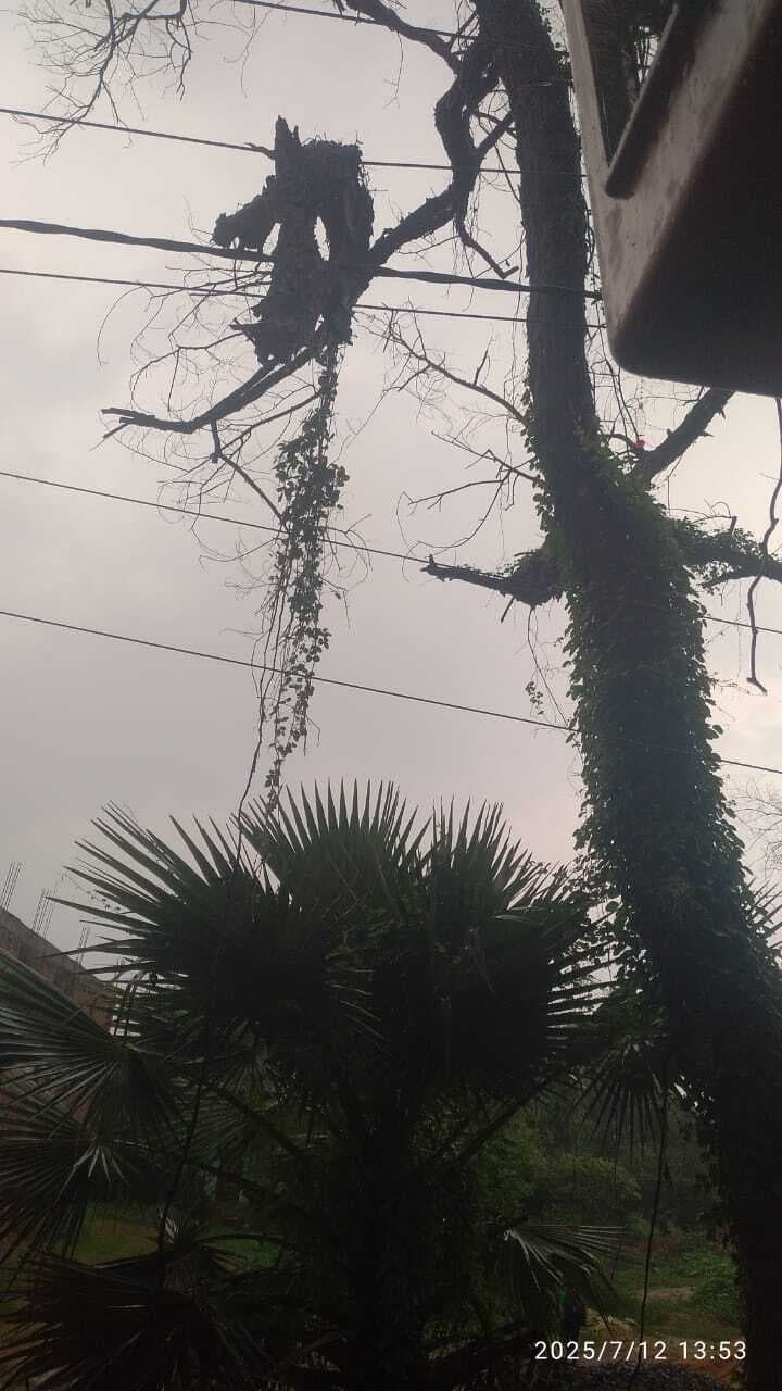 पेड़ की टहनी गिरने से बिजली आपूर्ति बाधित