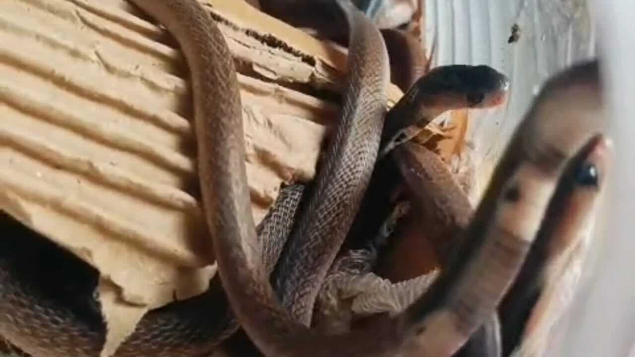 कोबरा सांप और उसके 42 अंडे मिलने से मचा हड़कंप