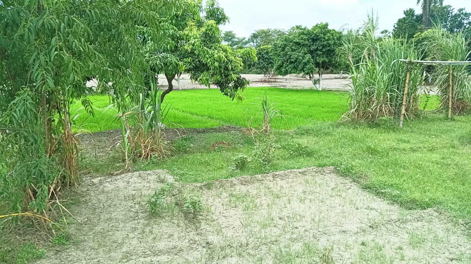 Agriculture university news from Samastipur:खेतों में मुरझा रहे धान के बिचड़े, किसान परेशान