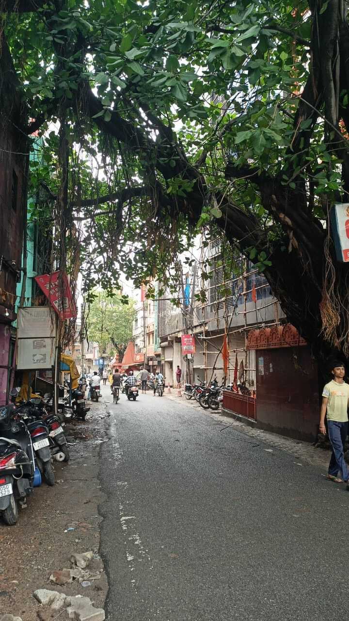 Jamshedpur news. काशीडीह रोड नंबर एक में कभी गिर सकता है पुराना पेड़