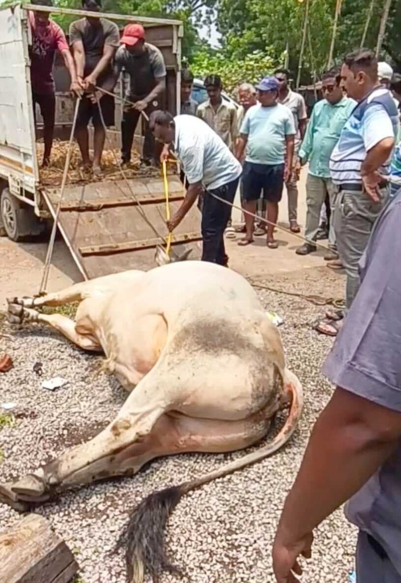 Jamshedpur news. कैरेज कॉलोनी में रेस्क्यू कर सांड को भेजा गया कालियाडीह गोशाला