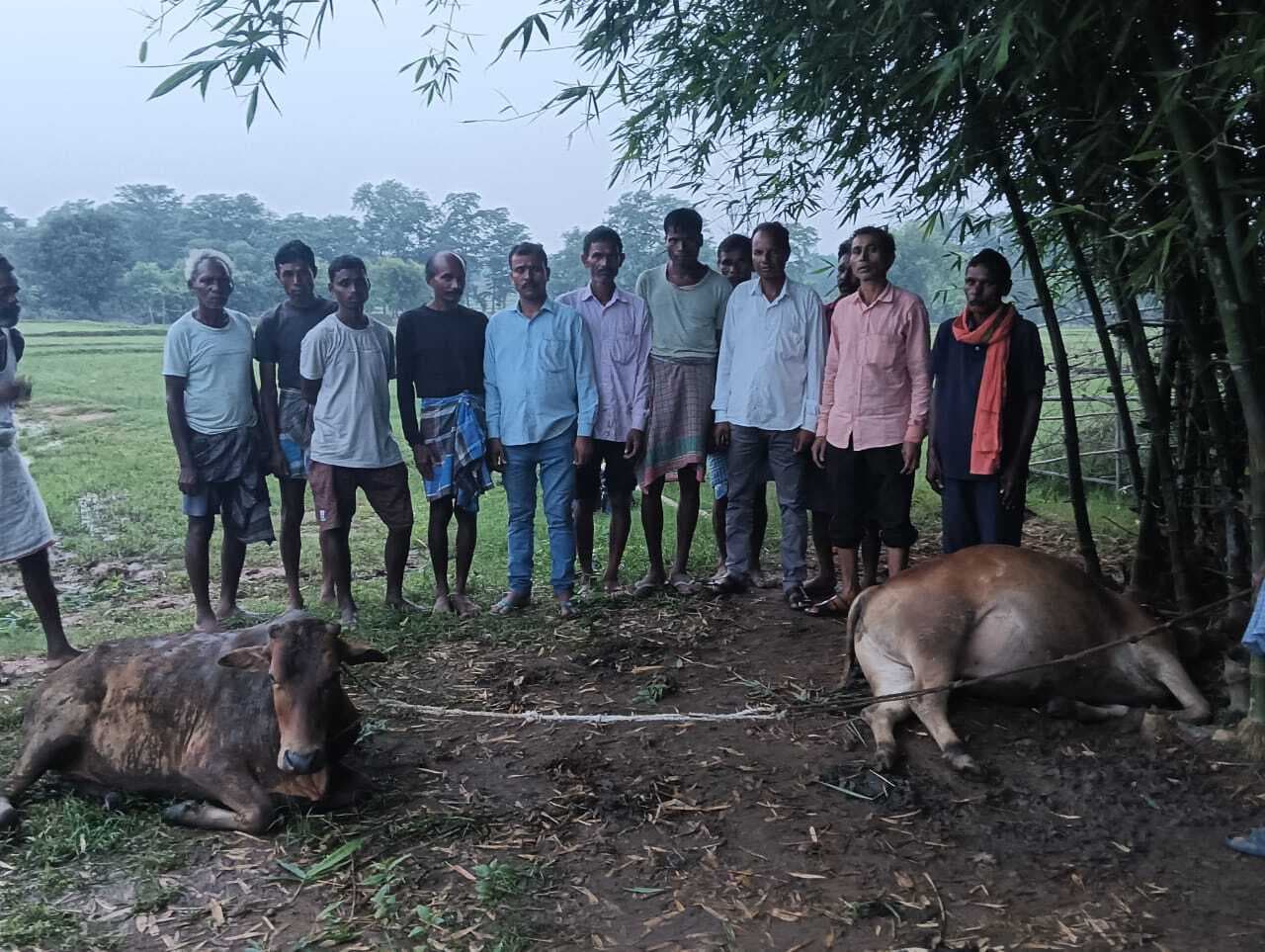 वज्रपात से एक बैल की मौत, एक घायल