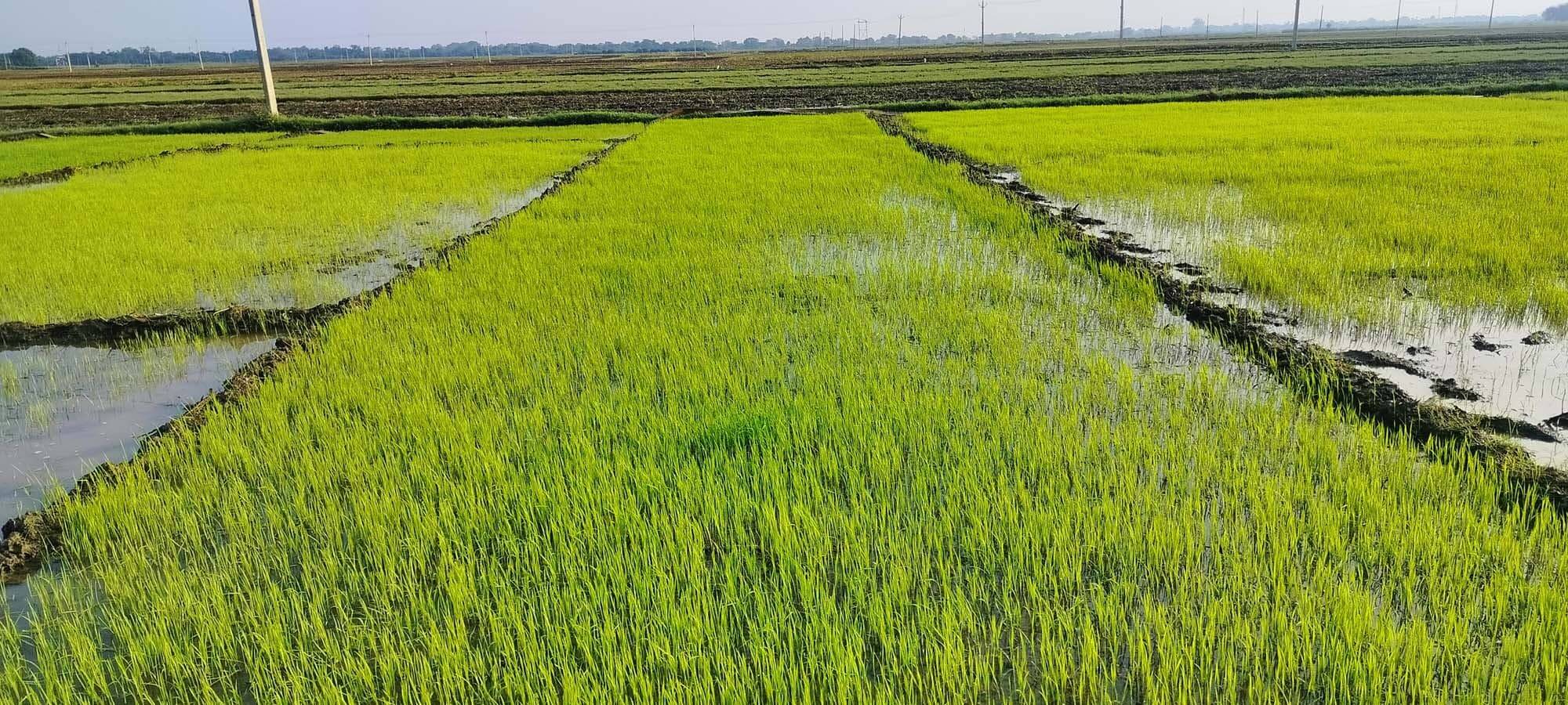 मौसम की बेरुखी से बिगड़ रहा किसानों का बजट