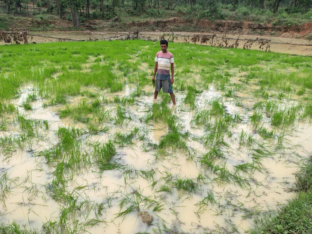 Bokaro News : हाथियों ने बर्बाद किया धान का बिचड़ा