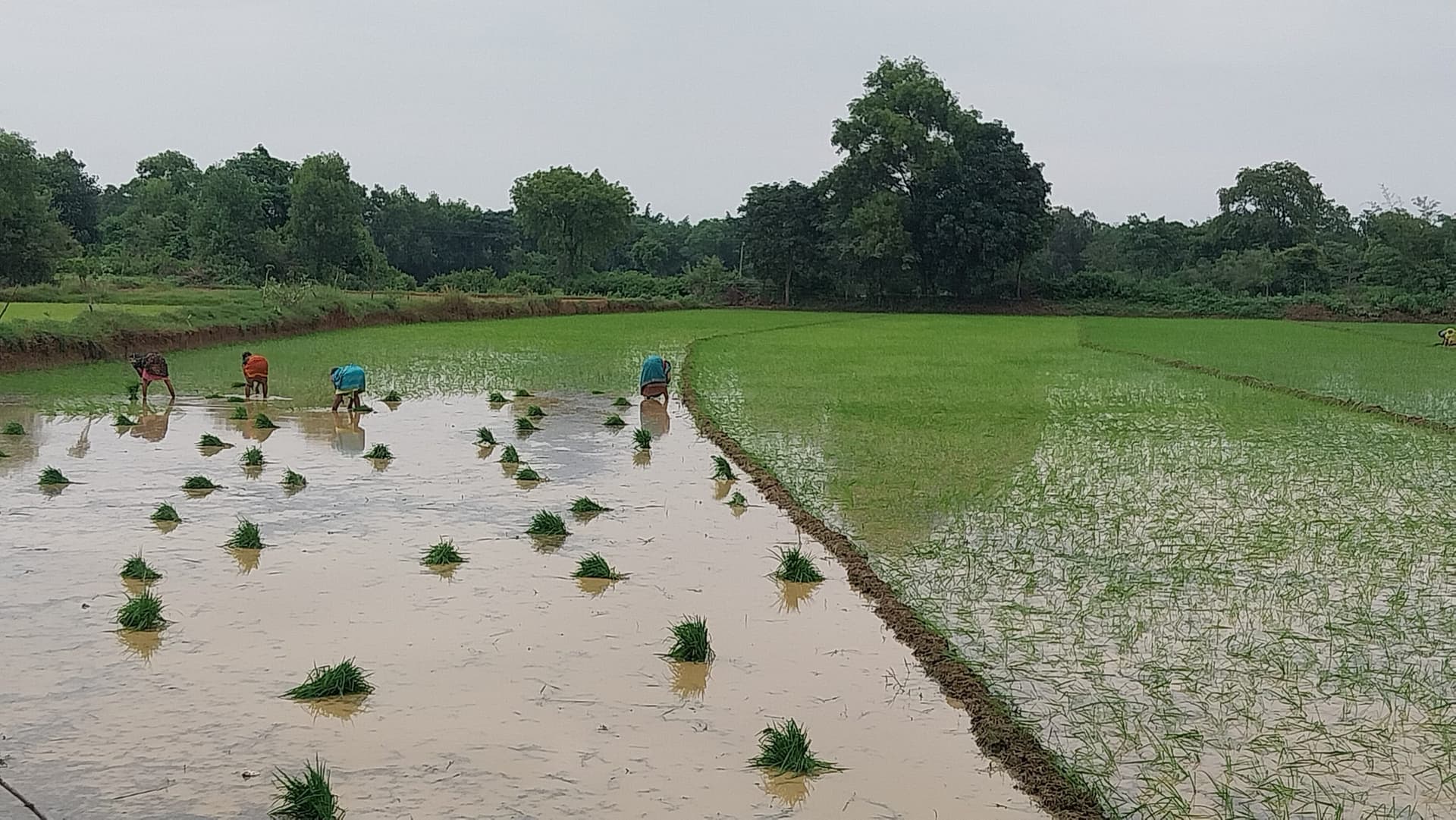 Giridih News :बिरनी में किसानों ने शुरू की धान की रोपाई