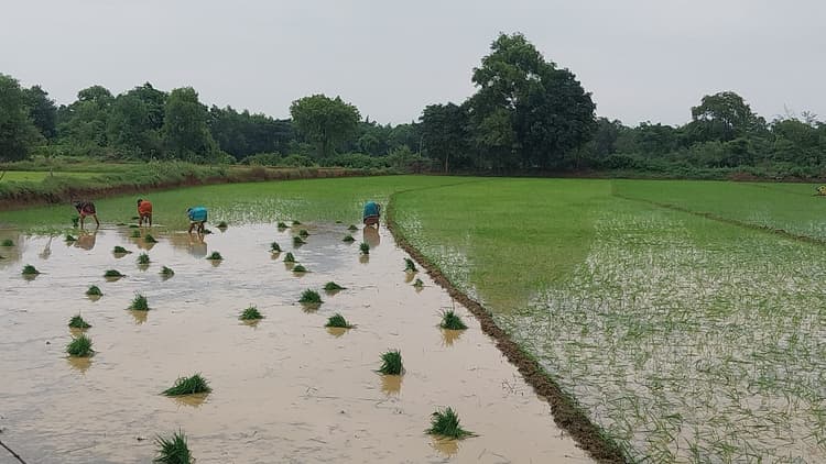 Giridih News :बिरनी में किसानों ने शुरू की धान की रोपाई