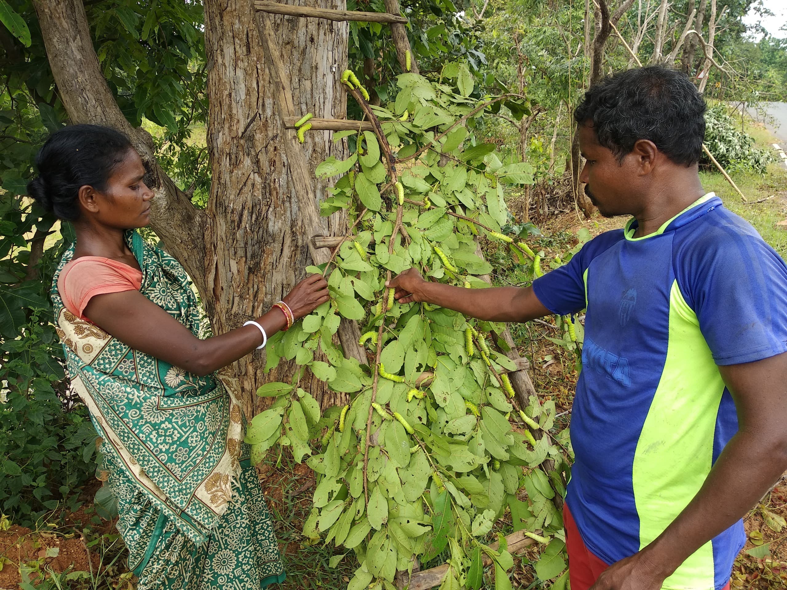 Seraikela Kharsawan News : तसर खेती के लिए मौसम अनुकूल, किसान खुश