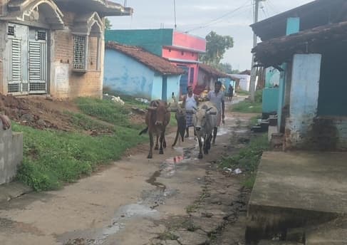 पोड़ैयाहाट में सावन के साथ लौटी खेती की रौनक, किसानों ने शुरू की धान की रोपाई