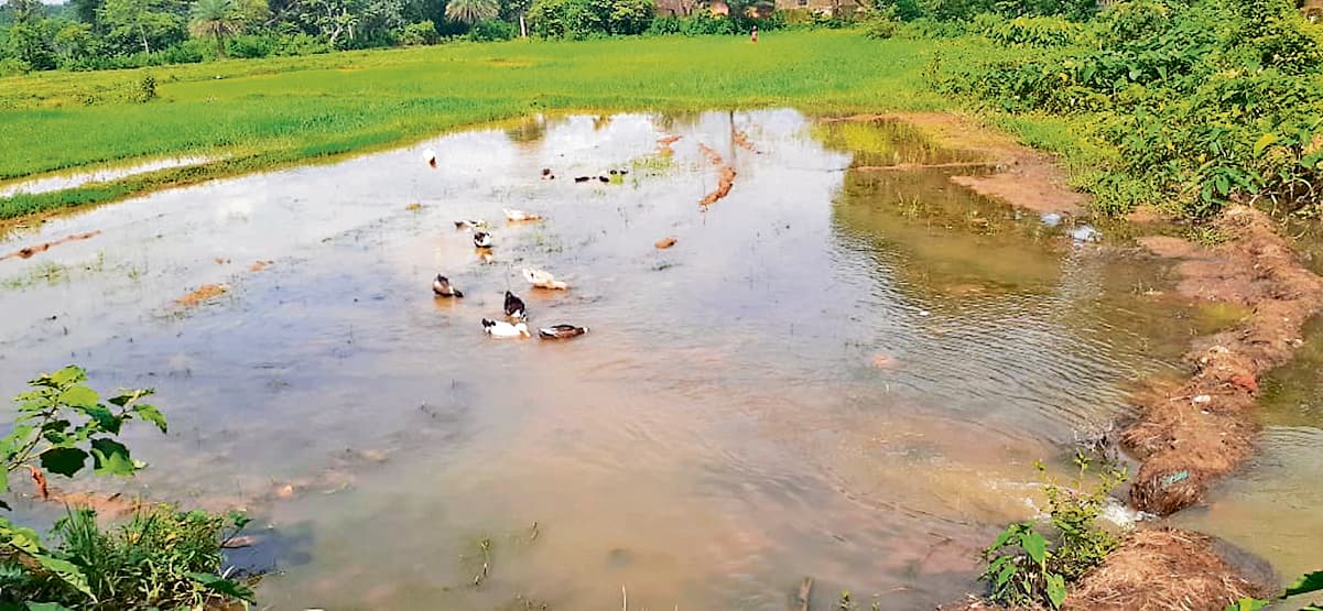 East Singhbhum News :घाटशिला में धान खेती का लक्ष्य 10400 हेक्टेयर, अबतक 10 हेक्टेयर में हुई रोपनी