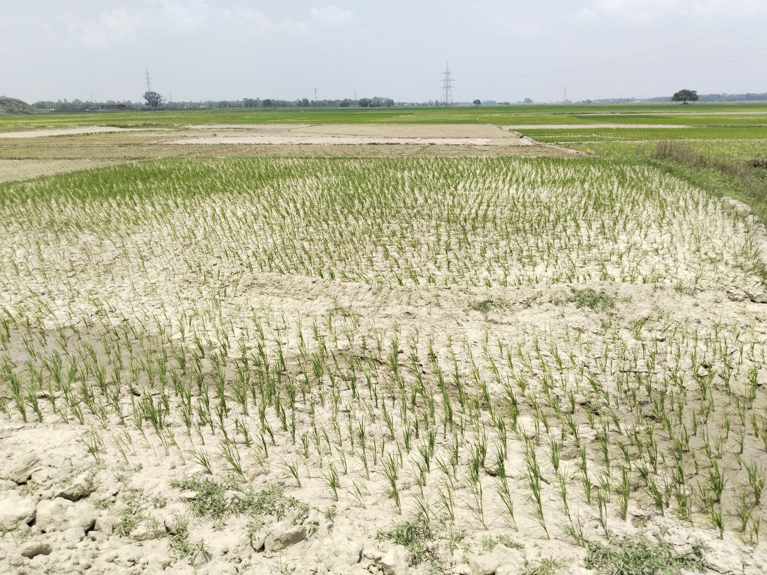 पंपिंग सेट और मोटर से सिंचाई कर रोपे गये धान की खेतों में पड़ने लगी दरारें