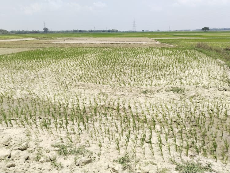 पंपिंग सेट और मोटर से सिंचाई कर रोपे गये धान की खेतों में पड़ने लगी दरारें