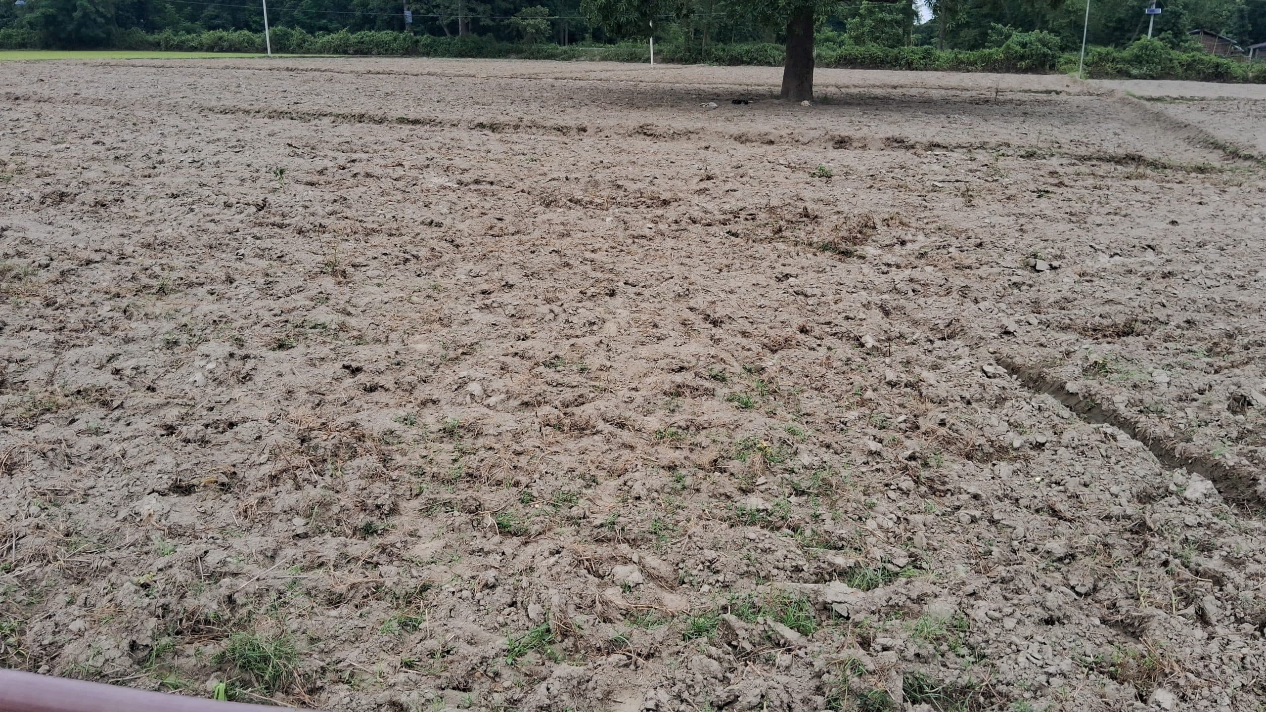 मौसम की बेरूखी देख किसानों के चेहरे मुरझाये