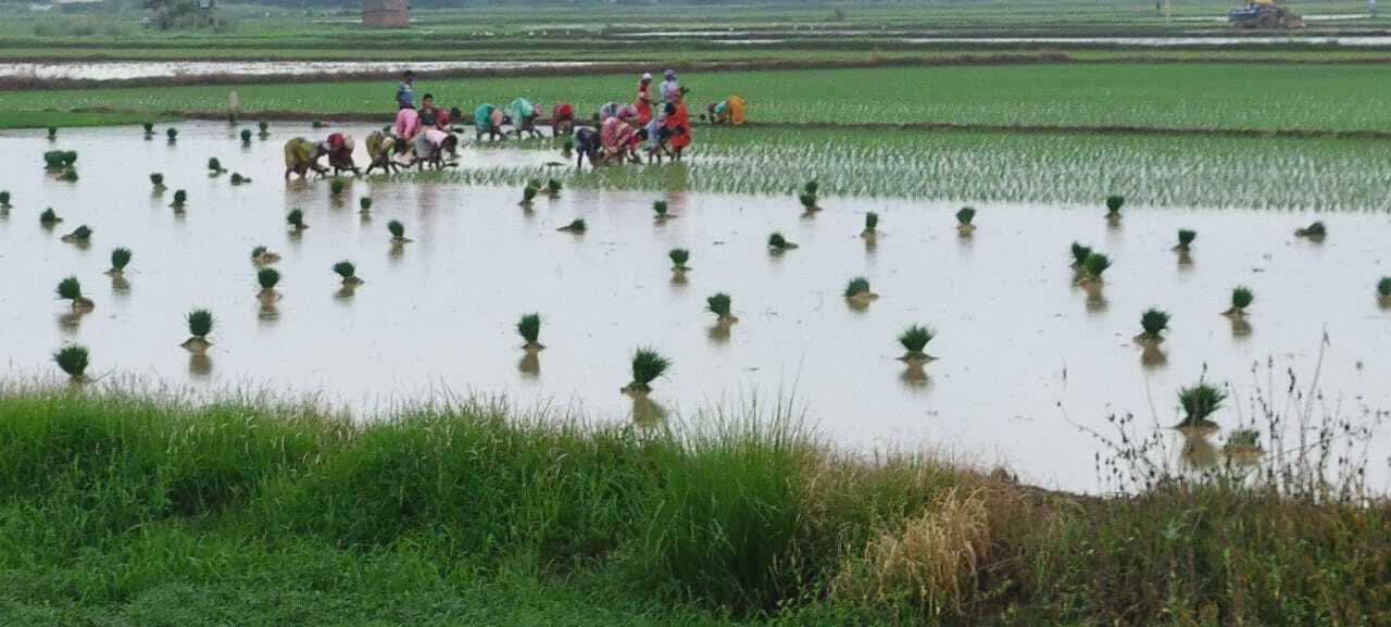 खरीफ फसलों की बुआई ने पकड़ी रफ्तार, अब तक 24% खेतों में हो चुकी बुआई