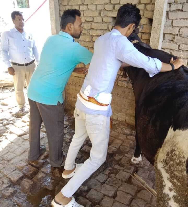 Motihari : लंपी रोग से बचाव के लिए टीकाकरण अभियान शुरू