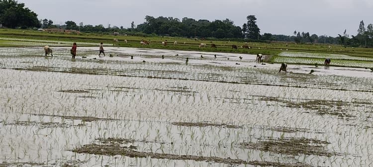 कम बारिश से धान की खेती हो रही प्रभावित