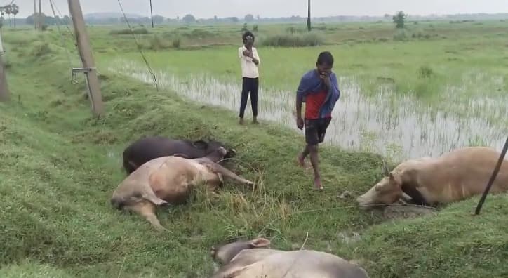 करेंट लगने से एक साथ चार मवेशियों की मौत