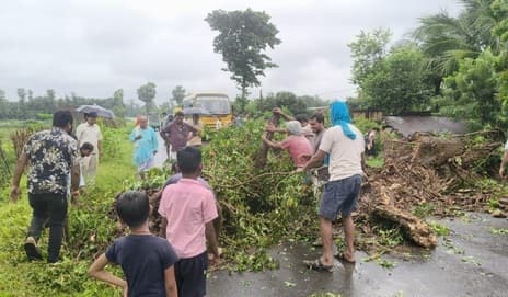 आंधी-बारिश में गिरा आम का पेड़, डेढ़ घंटे तक रहा आवागमन बाधित