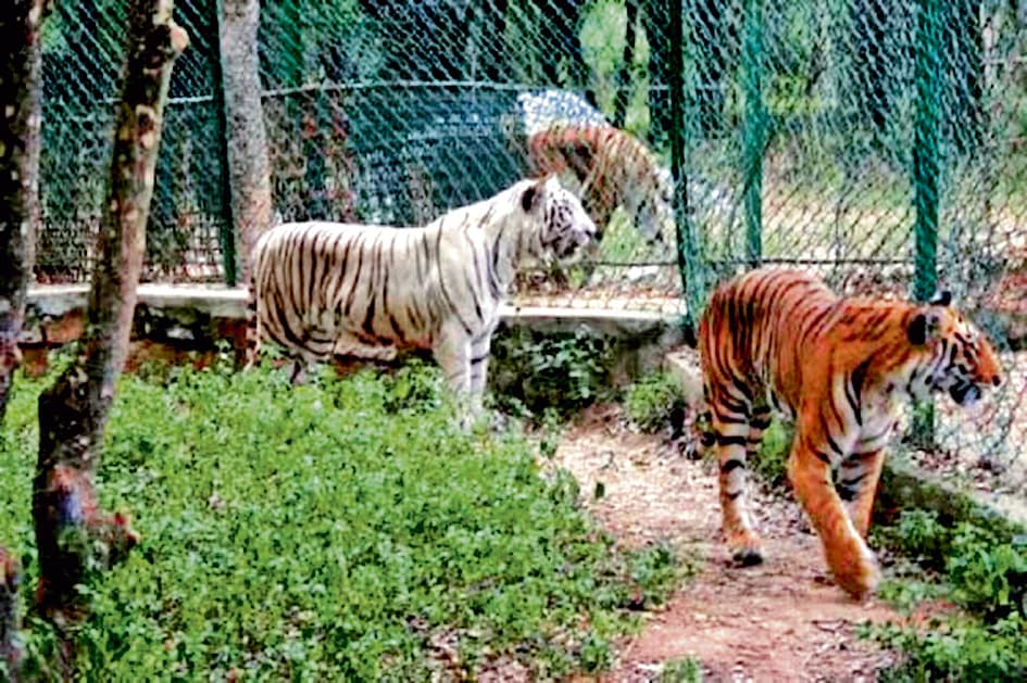 जानवरों के साथी चयन से पहले होगा डीएनए टेस्ट