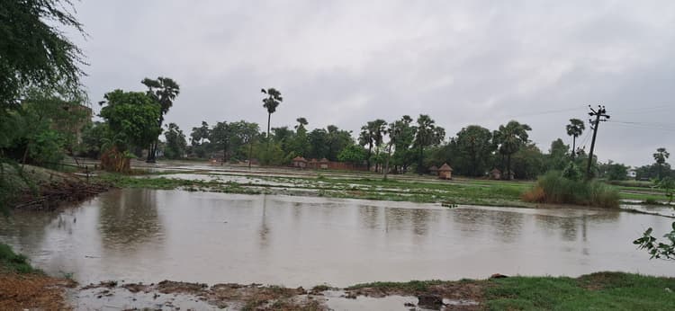 saran news : बारिश से किसानों के चेहरे पर रौनक, धान की रोपनी करने में जुटे