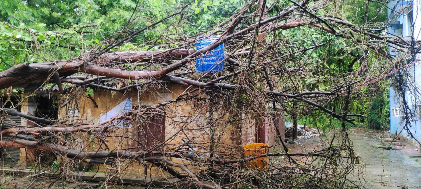 जेपीएन हॉस्पिटल में बारिश के चलते गिरा बड़ा पेड़