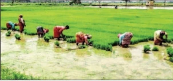 बारिश के बाद धान की रोपाई का कार्य हुआ शुरू