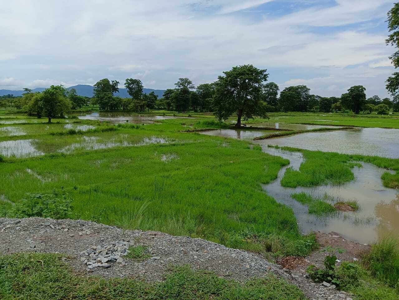 Chaibasa News : जुलाई के 16 दिनों में औसत से ज्यादा बारिश, मात्र 4.15 फीसदी रोपनी