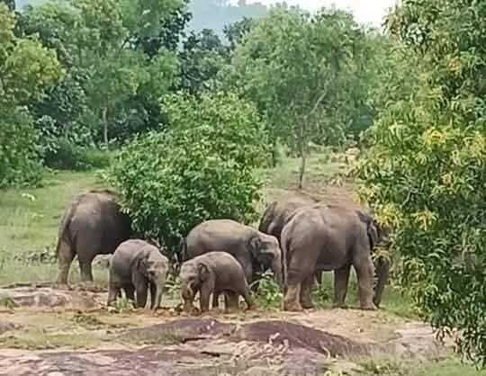 Giridih News :हाथियों ने तीसरे दिन भी मचाया उत्पात, स्कूल व आंगनबाड़ी की खिड़की तोड़ी